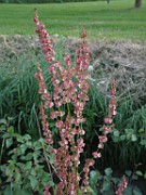 Rumex thyrsiflorus