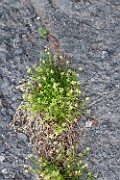 Sagina procumbens