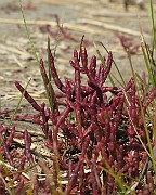 Salicornia europaea