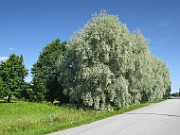 Salix alba var. sericea