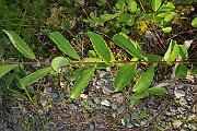 Salix aurita