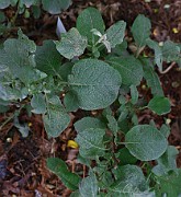 Salix lanata