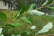 Salix myrsinifolia