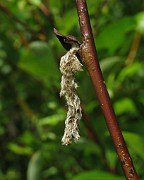 Salix phylicifolia cf