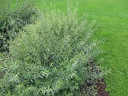 Salix purpurea