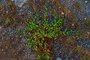 Salix starkeana