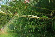 Salix viminalis