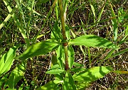 Saponaria officinalis