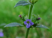 Satureja acinos