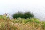 Schoenoplectus lacustris