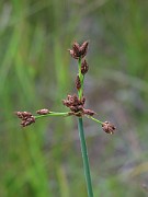 Schoenoplectus tabernaemontani