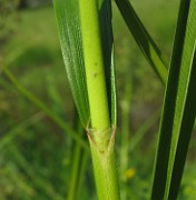 Scirpus sylvaticus