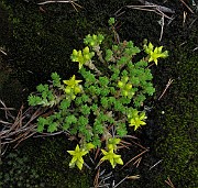 Sedum acre