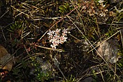 Sedum album