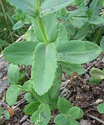 Sedum telephium