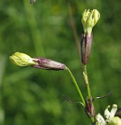 Silene tatarica