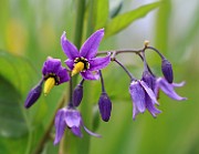 Solanum dulcamara