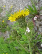 Sonchus arvensis var. arvensis