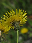 Sonchus arvensis var. glabrescens