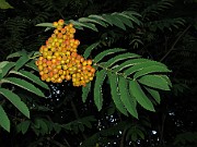 Sorbus aucuparia