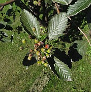 Sorbus mougeotti