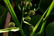 Sparganium erectum
