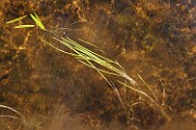 Sparganium gramineum
