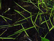 Sparganium natans