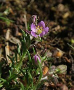 Spergularia rubra