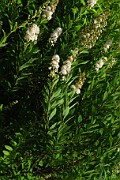 Spiraea alba
