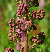 Spiraea x billardii