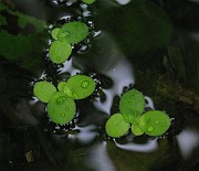 Spirodela polyrhiza
