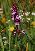 Stachys palustris