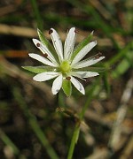 Stellaria graminea