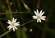 Stellaria longifolia