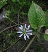 Stellaria nemorum subsp. nemorum