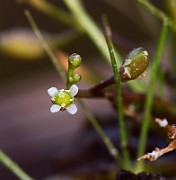 Subularia aquatica