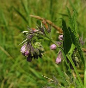 Symphytum officinale