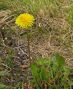 Taraxacum officinalis sl
