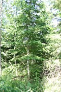 Taxus baccata