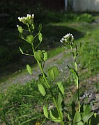 Thlaspi arvense