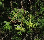 Thuja plicata
