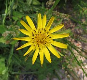 Tragopogon pratensis