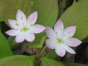 Trientalis europaea