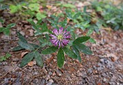 Trifolium medium