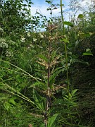 Urtica urens