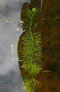 Urticularia intermedia