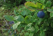 Vaccinium myrtillus