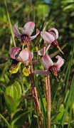 Vaccinium oxycoccus
