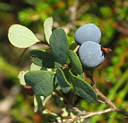 Vaccinium uliginosum